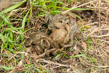 Reproduction of toads. A ball of many toads in spring