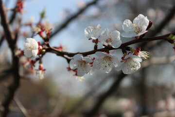 Blooming cherry blossoms grace the branches under a clear blue sky during springtime, showcasing their delicate petals and natural beauty in a serene outdoor setting