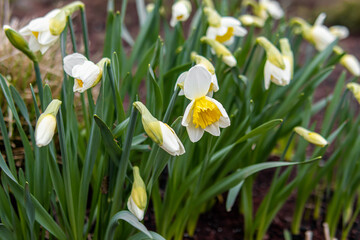 Blooming daffodils in spring. Natural