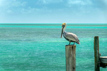 Brown pelican on a wood pier, caribbean background, Islamorada, Florida Keys landscape