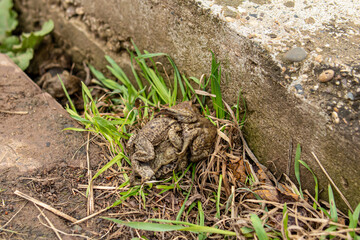 Reproduction of toads. A ball of many toads in spring. Breeding season