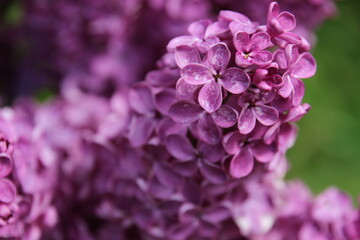 Fototapeta premium Vibrant purple lilac blossoms bloom in spring, showcasing nature's beauty during a sunny afternoon in a lush garden