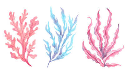 Pink, blue seaweed branch. Watercolor, marker illustration. Ocean botanical underwater algae. Hand drawn isolated art. Natural form of marine flora. For travel, cosmetology, children's design themes © JennyaJA