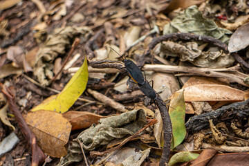 Black bugs in the forest