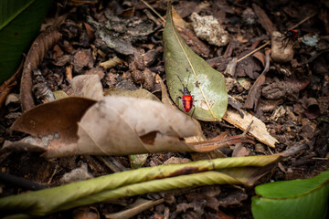 red bug in the big forrest
