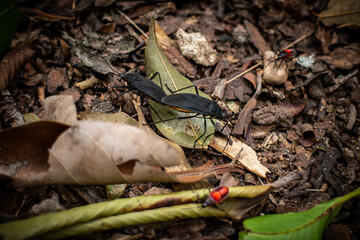 Black bugs in the forest