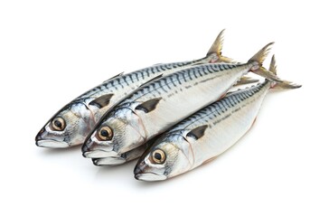 Fototapeta premium Three fresh mackerel fish isolated on white background