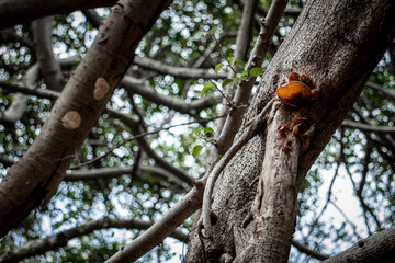 red woodpecker on tree