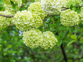 close up of a white hydrangea flower