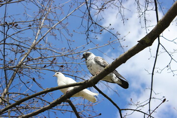 Two birds perched on a tree branch under a blue sky during late afternoon in an outdoor setting with sparse foliage