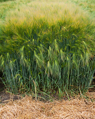 Winter barley, a dense field of winter barley during active growth, with bright green spikelets during earing.