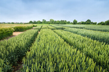 Demonstration plots, divided sectors of different varieties of wheat, cereals on an agricultural field,