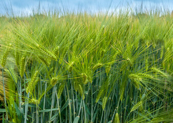 Winter barley during earing, close up of green ears with thorns