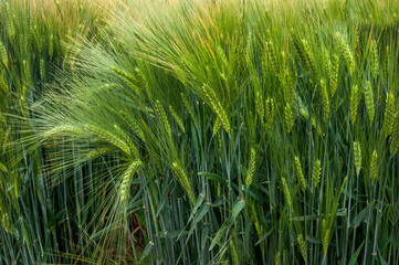 Winter barley during earing, close-up of green spikelets in waves