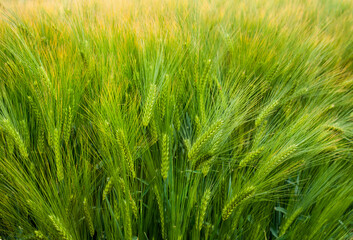 A dense field of winter barley with bright green spikelets during active growth