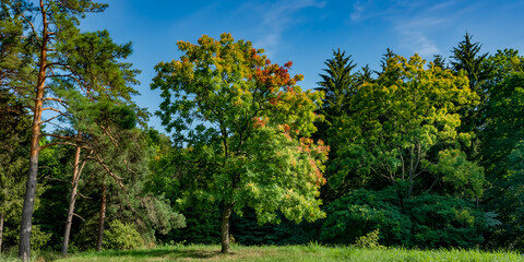Obraz premium A bright daytime forest scene with a large deciduous tree in early autumn colors, lush evergreens behind, vivid blue sky above