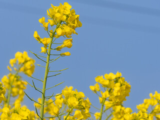 yellow rapeseed field