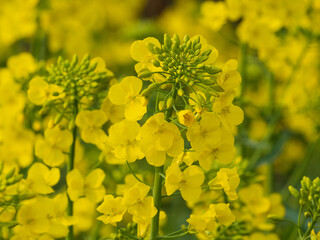 Golden yellow rapeseed flowers