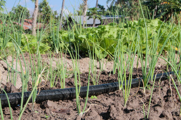Shallots grow well in the garden thanks to sufficient water, which is pumped from the Payeti River using a pump that runs on renewable energy
