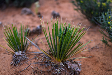 Yucca plant among red eroded rocks in Canyonlands NP, Moab - Utah