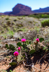 Flowering cactus plants, Pink flowers of Opuntia polyacantha in Canyonlands National Park, Utah -...