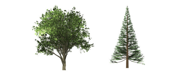 pine tree isolated on white background