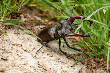 Stag beetle on forest floor near green grass