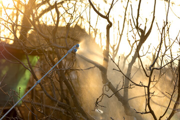 Prevention of diseases of fruit trees in early spring. Spraying by fungicides and insecticides of leaves and branches of trees in the garden.