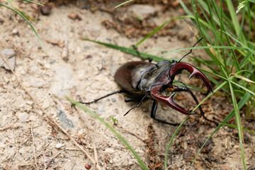 Stag beetle on forest floor near green grass