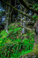 Olympic National Park, Washington. Green wild forest with ferns near the ocean shore