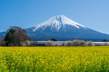 富士宮市から菜の花と富士山