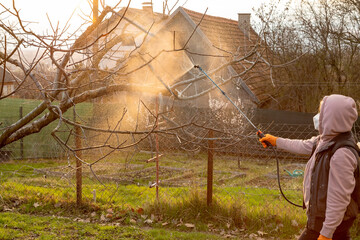 Woman spraying fungicides on a flowering fruit tree against plant and pest diseases. Used...