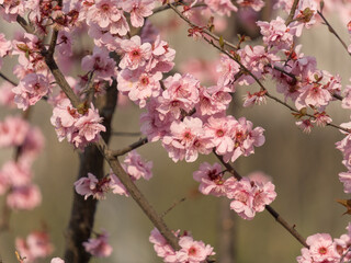 pink cherry blossoms