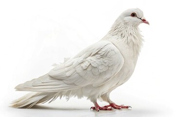 Naklejka premium White feather pigeon bird isolated on white background