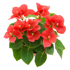 Close up coral flowers lush green leaves