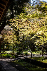 鎌倉2504　浄智寺6　新緑