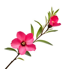 Close up pink flowers on dark background