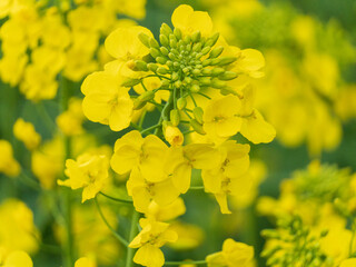 Golden yellow rapeseed flowers