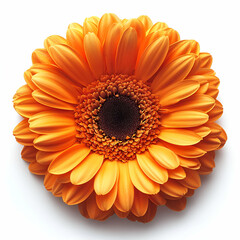 Close up vibrant orange gerbera daisy