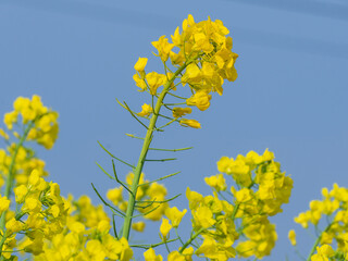 golden rapeseed flowers