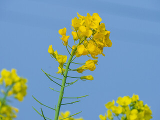yellow flowers on blue sky background