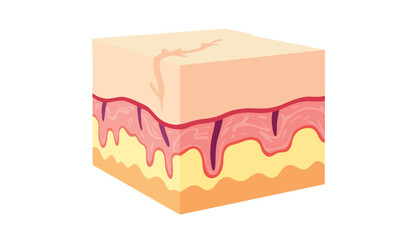 Cross-section illustration of human skin layers on white background, educational concept