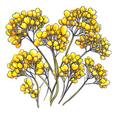 Closeup bright yellow flower cluster