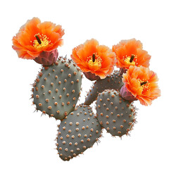 Closeup cactus plant with orange flowers