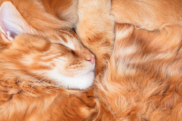 Fototapeta premium Big Red Maine Coon Cat