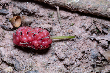 Macro image of blackberry on the ground