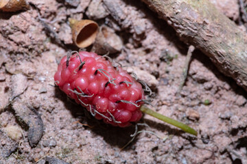Macro image of blackberry on the ground