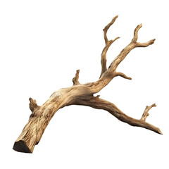 Closeup dry broken branch monochrome image