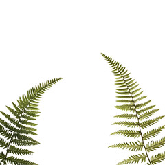 Closeup fern frond pattern in dark background