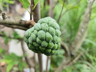 soursop fruit on the tree, looks green and fresh, close up photo